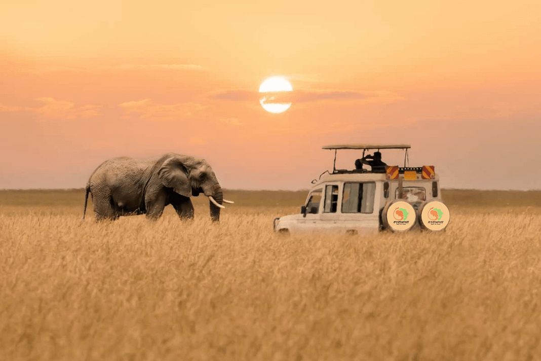 Safari / Game Drive